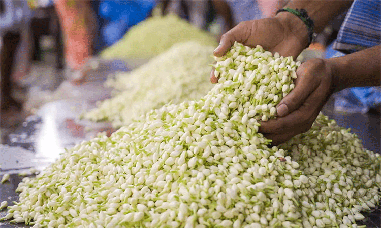 தாறுமாறாக உயர்ந்த பூக்களின் விலை..! ஒரு கிலோ மல்லி எவ்வளவு தெரியுமா ?