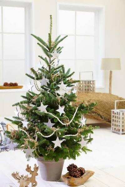 கிறிஸ்துமஸ் மரம் தோன்றியது எப்படி?