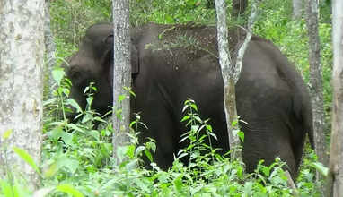 முதுமலையில் மசினி யானை தாக்கி பாகன் உயிரிழப்பு..  
