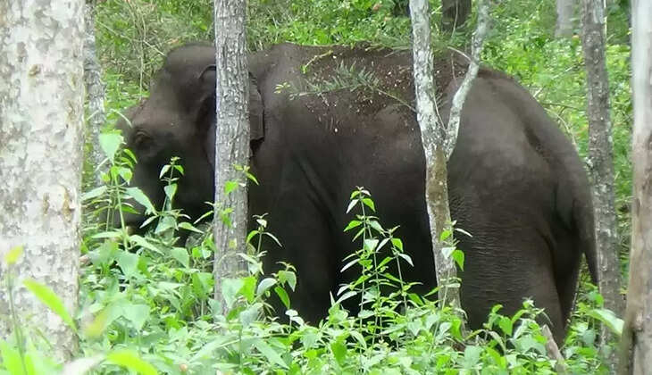 முதுமலையில் மசினி யானை தாக்கி பாகன் உயிரிழப்பு..  