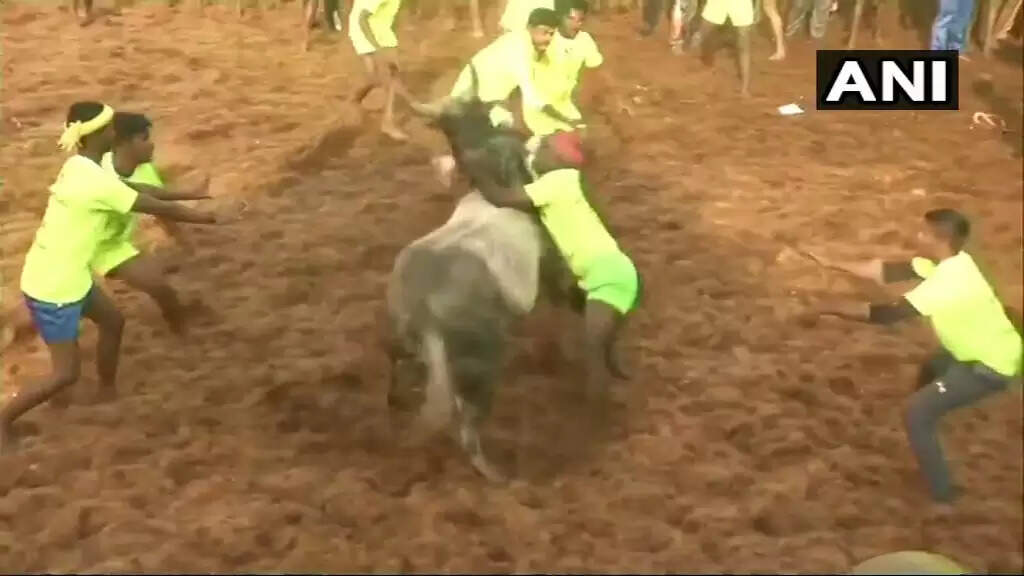 பாலமேடு ஜல்லிக்கட்டில் 4 சுற்றுகள் நிறைவு.. 19 பேர் காயம்...