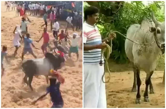 மாடுபிடி வீரர்களைத் திணற வைத்த அமைச்சர் விஜயபாஸ்கரின் சின்ன கொம்பன்’ காளை !