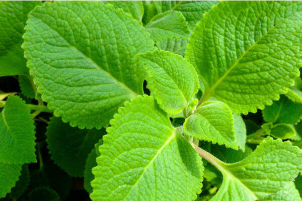 “இந்த மூலிகையில் இவ்ளோ இம்மியூனிட்டி பவரா ?”என்று வெளிநாட்டுக்காரனே வியக்கும் பொருள்