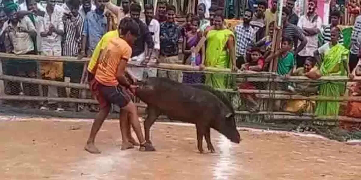 பன்றி ஜல்லிக்கட்டு – பரிசுகளை தட்டிச்சென்ற இளைஞர்கள்