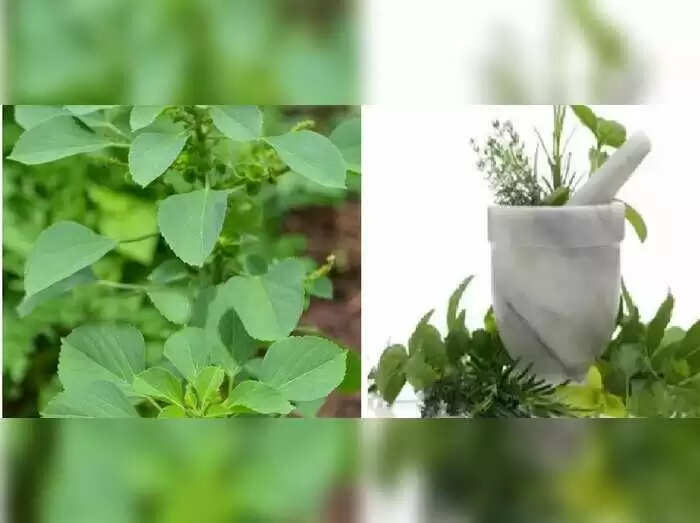 குப்பை போல குவிஞ்சிருக்கும் நோய்களுக்கு, குட் பை சொல்ல வைக்கும் குப்பை மேனி