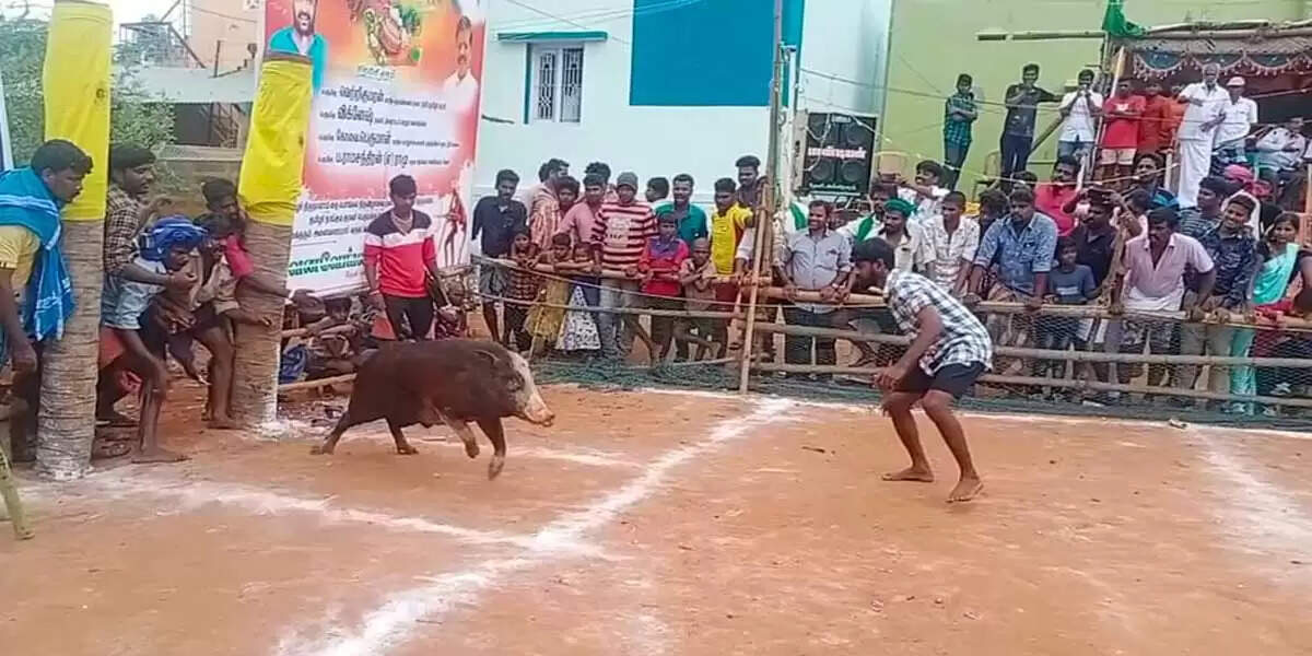 பன்றி ஜல்லிக்கட்டு – பரிசுகளை தட்டிச்சென்ற இளைஞர்கள்