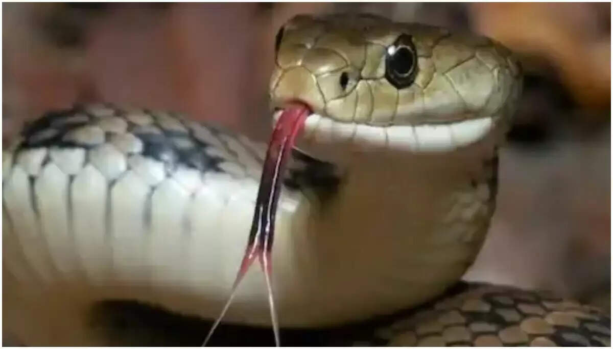 நாய்க்குட்டிகளை காவல்காத்த பாம்பு.. கிராம மக்களை ஆச்சரியத்தில் ஆழ்த்திய சம்பவம்..