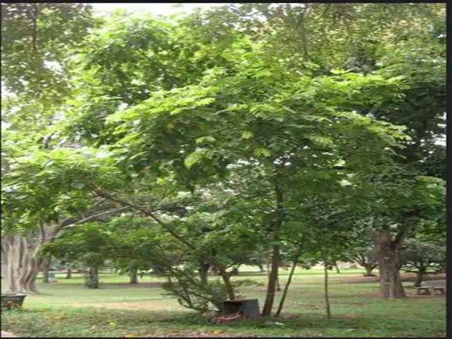 தமிழ் புத்தாண்டை ‘கணிக்கும்’ மலர் எது தெரியுமா? அதன் மருத்துவ குணங்களையும் தெரிந்து கொள்ளுங்கள்!