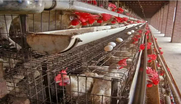 கோழி பண்ணையாளர்களுக்கு ரூ.560 கோடி வருவாய் இழப்பு.. ரேஷன் கடைகளில் முட்டை விற்பனையா?!