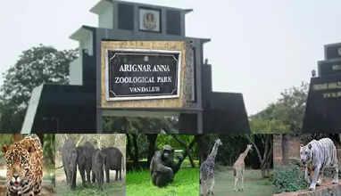   வண்டலூர் உயிரியல் பூங்கா!