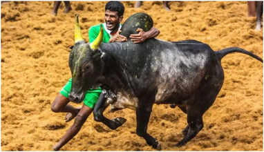 பாலமேடு ஜல்லிக்கட்டில் 4 சுற்றுகள் நிறைவு.. 19 பேர் காயம்... 