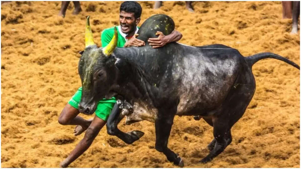 பாலமேடு ஜல்லிக்கட்டில் 4 சுற்றுகள் நிறைவு.. 19 பேர் காயம்... 