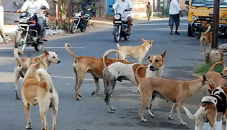 சேலத்தில் ஒரே நாளில் 60 பேரை கடித்து குதறிய நாய்!