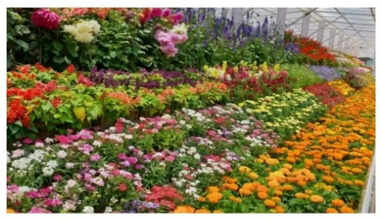 124-ஆவது ஊட்டி மலர்கண்காட்சியை பார்வையிட்ட மாவட்ட ஆட்சியர்!