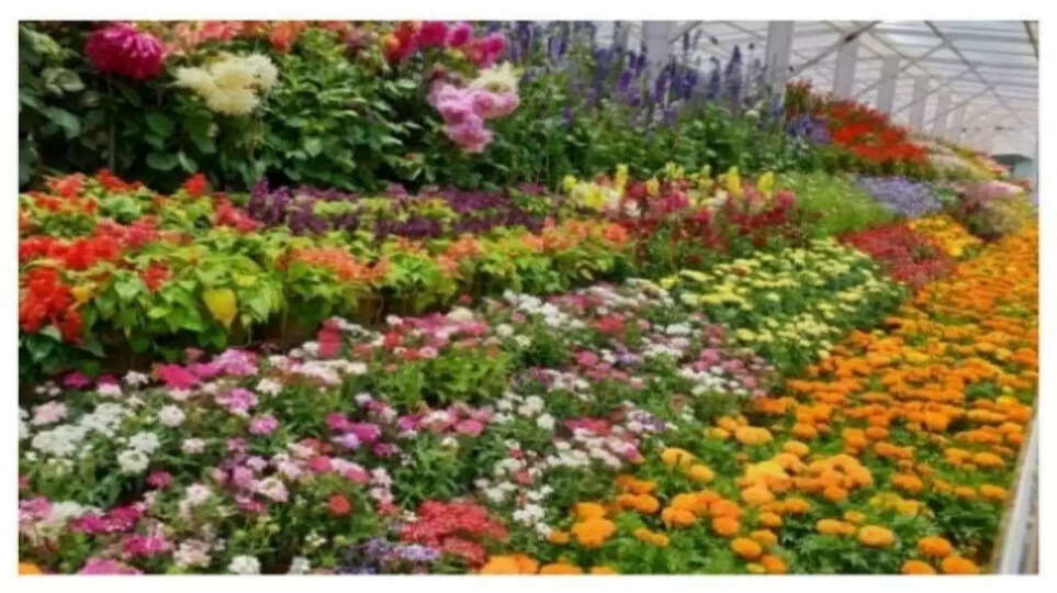 124-ஆவது ஊட்டி மலர்கண்காட்சியை பார்வையிட்ட மாவட்ட ஆட்சியர்!