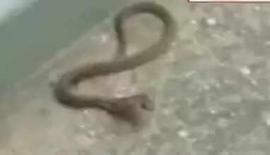 தலைமைச் செயலகத்தினுள் மீண்டும் ஒரு  பாம்பு!