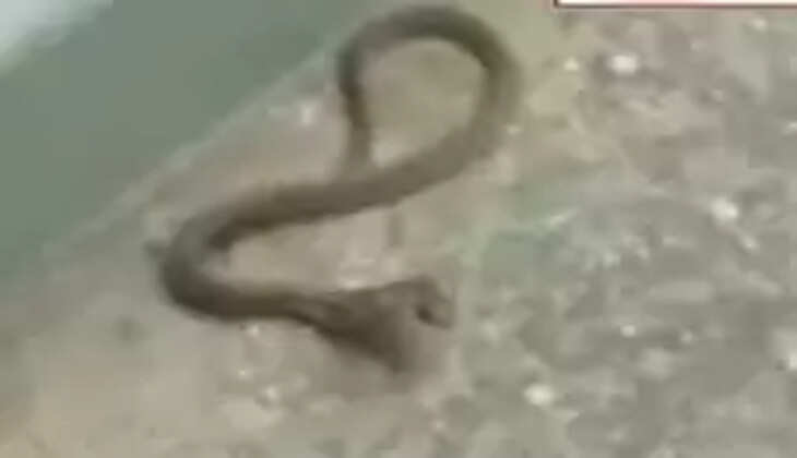 தலைமைச் செயலகத்தினுள் மீண்டும் ஒரு  பாம்பு!