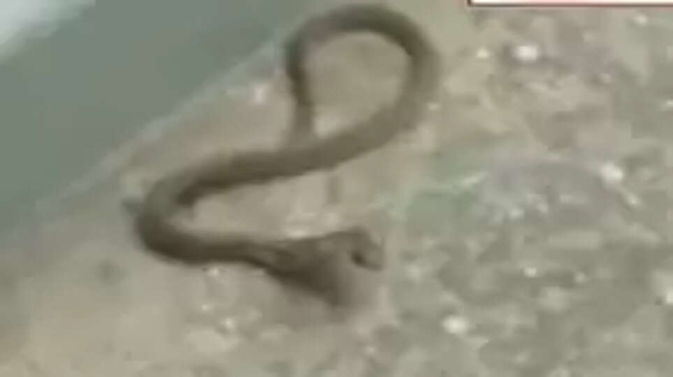 தலைமைச் செயலகத்தினுள் மீண்டும் ஒரு  பாம்பு!