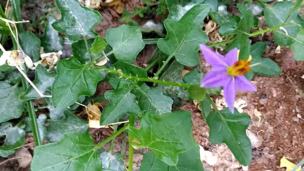 சளியை நீக்கும்… ஆண்மையைப் பெருக்கும் தூதுவளை!