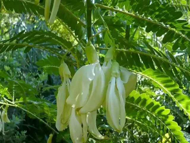 இந்த கீரையின் பூவில் இவ்வளவு பொரியல் சாப்பிட்டால் எவ்வளவு பலன்!