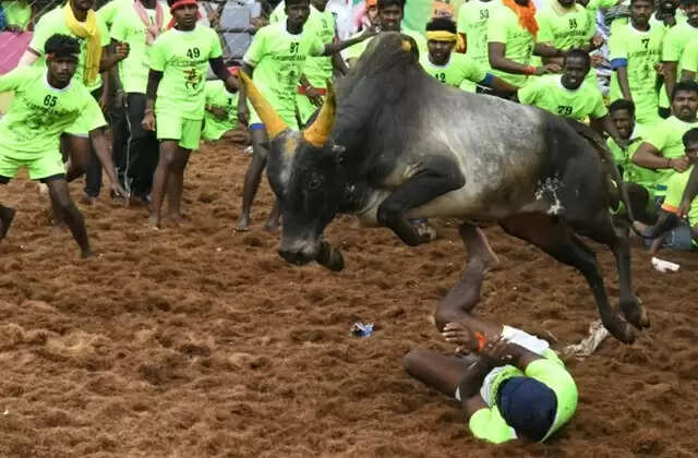 உலக புகழ்பெற்ற பாலமேடு ஜல்லிக்கட்டு… சீறி பாயும் 783  காளைகள்!