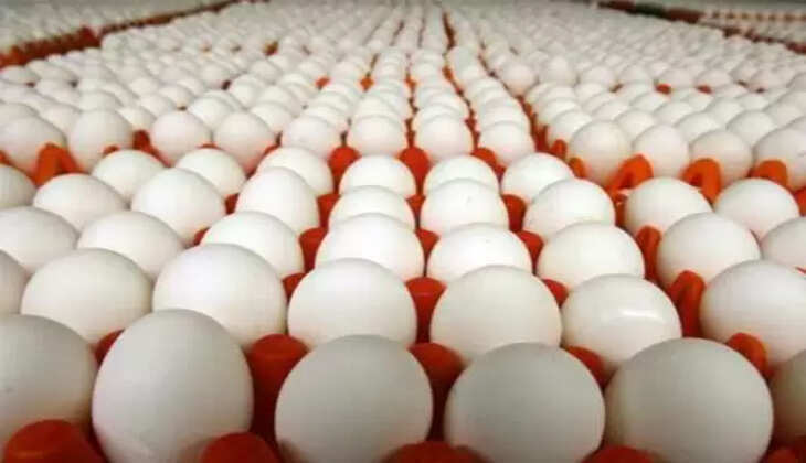 கோழி பண்ணையாளர்களுக்கு ரூ.560 கோடி வருவாய் இழப்பு.. ரேஷன் கடைகளில் முட்டை விற்பனையா?!