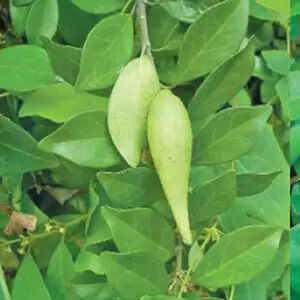 உங்க சர்க்கரை நோய் மீது அக்கறையிருக்கா ?அப்ப இதை சாப்பிடுங்க .