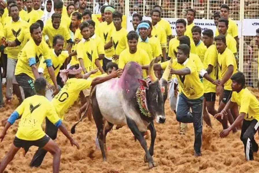 உலக புகழ்பெற்ற பாலமேடு ஜல்லிக்கட்டு… சீறி பாயும் 783  காளைகள்!