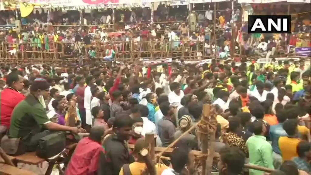 வாடிவாசலில் சீறி பாயும் காளைகள் ; விறுவிறுப்பாக நடக்கும்  பாலமேடு ஜல்லிக்கட்டு!