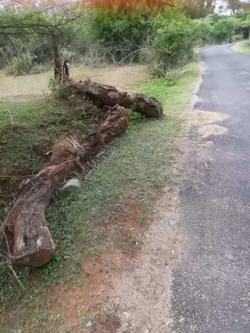 மசினகுடியில் தென்பட்ட அரிய வகை கழுதை புலி உயிரிழப்பு!