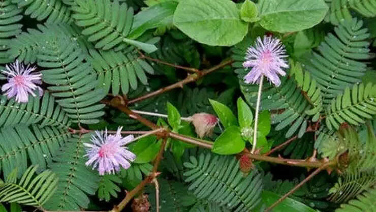 இதை 48 நாள் தொடர்ந்து&nbsp; சாப்பிட்டா, அடுத்த 48 வருஷம் எந்த நோய் வராது தெரியுமா ?