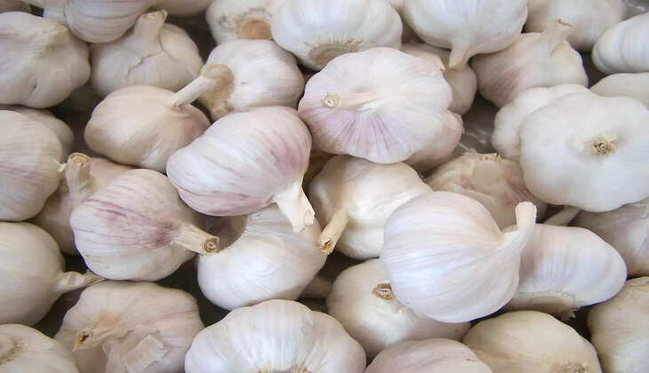   பூண்டு  