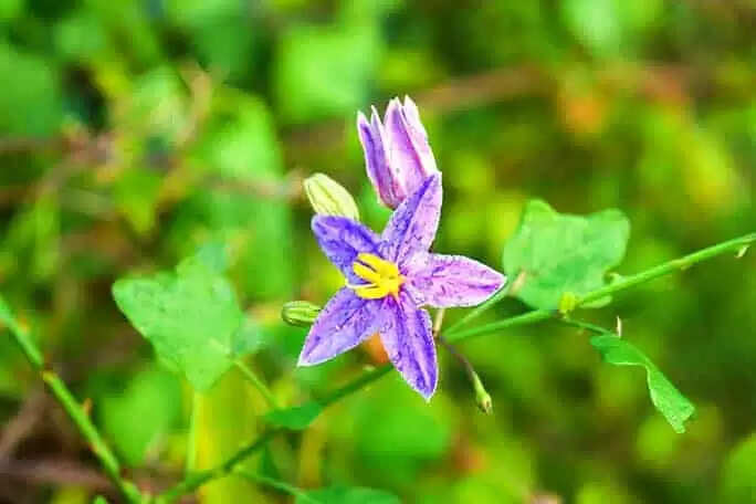 சளியை நீக்கும்… ஆண்மையைப் பெருக்கும் தூதுவளை!