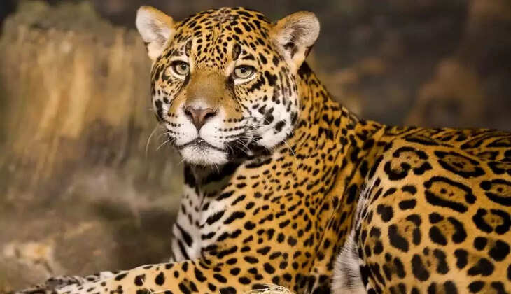  நமீபியாவில் இருந்து கொண்டு வரப்பட்ட சிறுத்தைகள் : பிரதமர் மோடி விடுவிக்கிறார்.. 