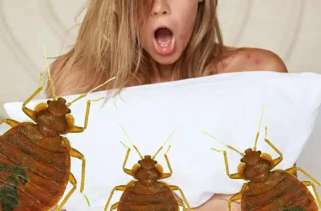 ஓயாத மூட்டைப்பூச்சி தொல்லையா? ஒரேயடியா காலி பண்ண இதுதான் வழி!