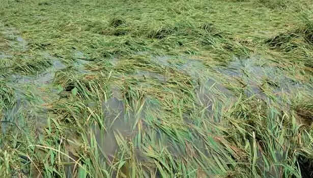 கனமழையால் 1500 ஏக்கர் நெற்பயிர்கள் சேதம்!