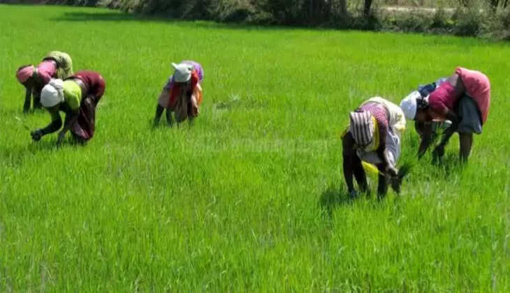 பயிர் காப்பீடு 