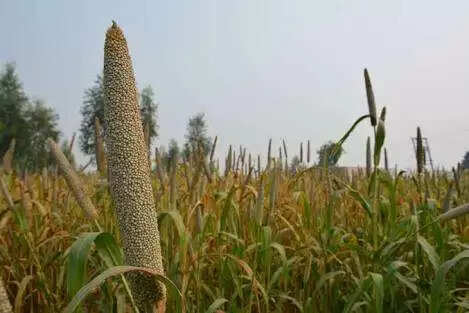 கம்பு பால் குடிச்சா ,உங்ககிட்ட யாரும் வம்புக்கு வர பயப்படுவாங்க !தயாரிக்கும் முறை.