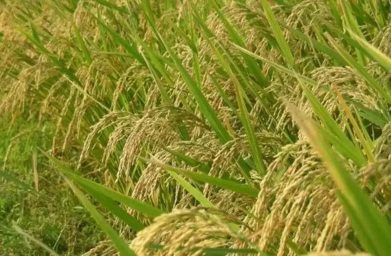 நாளை முதல் நெல்லுக்கான குறைந்தபட்ச ஆதார விலை, ஊக்கத்தொகை வழங்கப்படும் - தமிழக அரசு உத்தரவு..