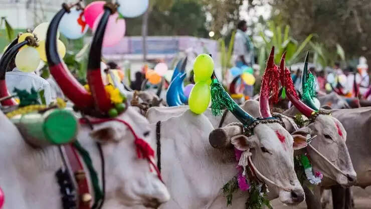 நந்தி சொன்ன பொய்யால் உருவான மாட்டுப்பொங்கல்!