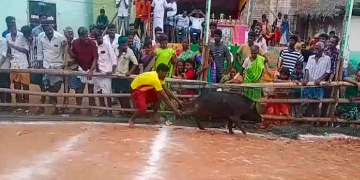 பன்றி ஜல்லிக்கட்டு – பரிசுகளை தட்டிச்சென்ற இளைஞர்கள்