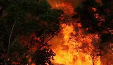 கொடைக்காணல் மலைப்பகுதியில் பயங்கர காட்டுத்தீ.. 