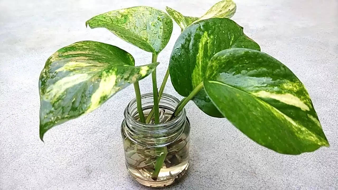 காற்றைச் சுத்திகரிக்கும் செடிகள், மரங்கள்!