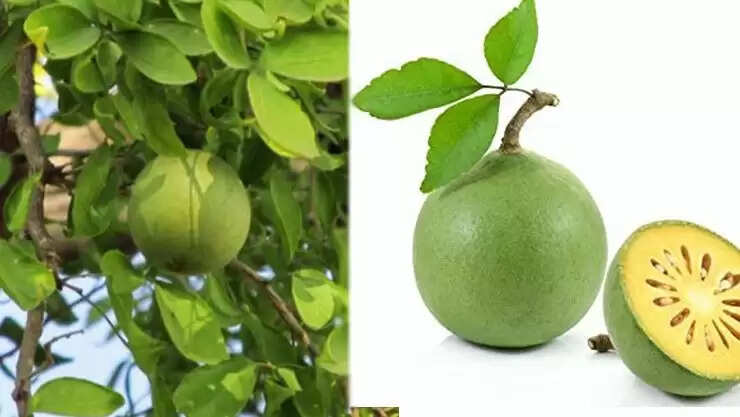 வில்வ இலைகளுக்கு இத்தனை சக்தியா? அடுத்த முறை மறக்காமல் கவனித்து பாருங்க!