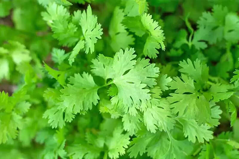 கொசுறாக வாங்கும் கொத்தமல்லியில் இவ்வளவு நன்மைகளா!!!