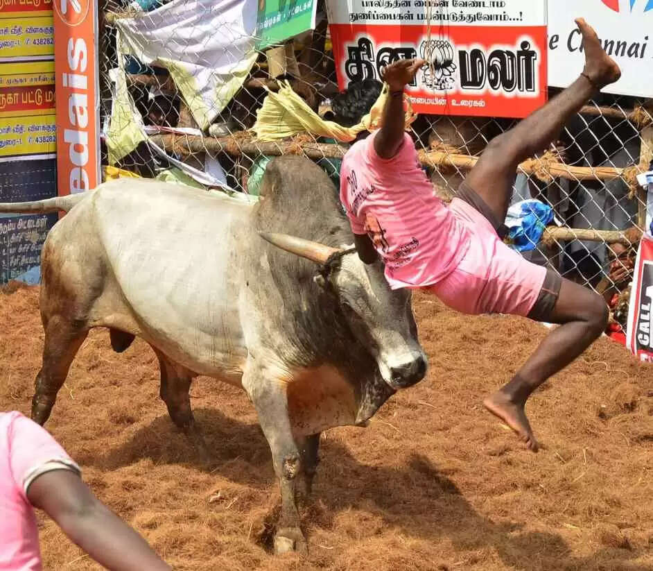 உலக புகழ்பெற்ற பாலமேடு ஜல்லிக்கட்டு… சீறி பாயும் 783  காளைகள்!