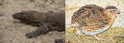 உடும்பும், காடையும் சொல்லும் ஆரோக்கிய ரகசியம்!