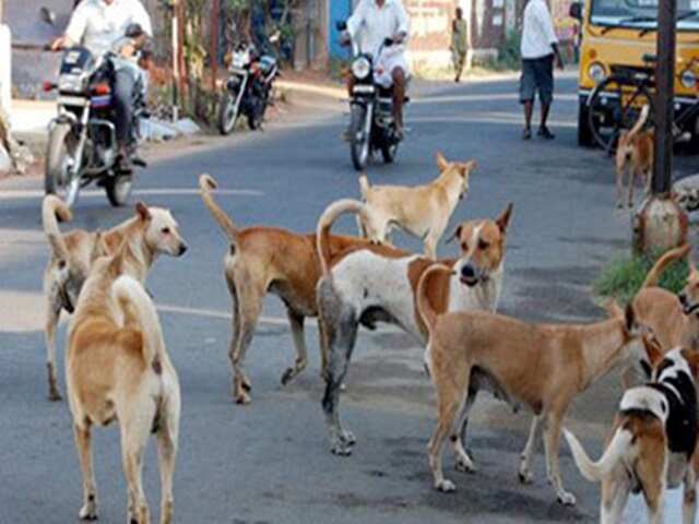 நாய் குறுக்கே வந்ததால் திடீர் பிரேக்- கணவன் கண்முன்னே மனைவி பலி! குழந்தைக்கு சுவட்டர் வாங்க சென்றபோது சோகம்