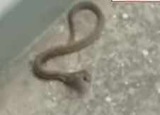 பாம்பு கடித்து 4 வயது சிறுமி பலி! இரவில் தூங்கிக் கொண்டிருந்தபோது சோகம்