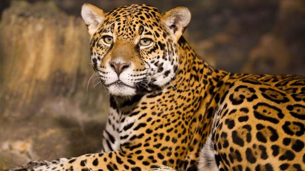 நமீபியாவில் இருந்து கொண்டு வரப்பட்ட சிறுத்தைகள் : பிரதமர் மோடி விடுவிக்கிறார்..